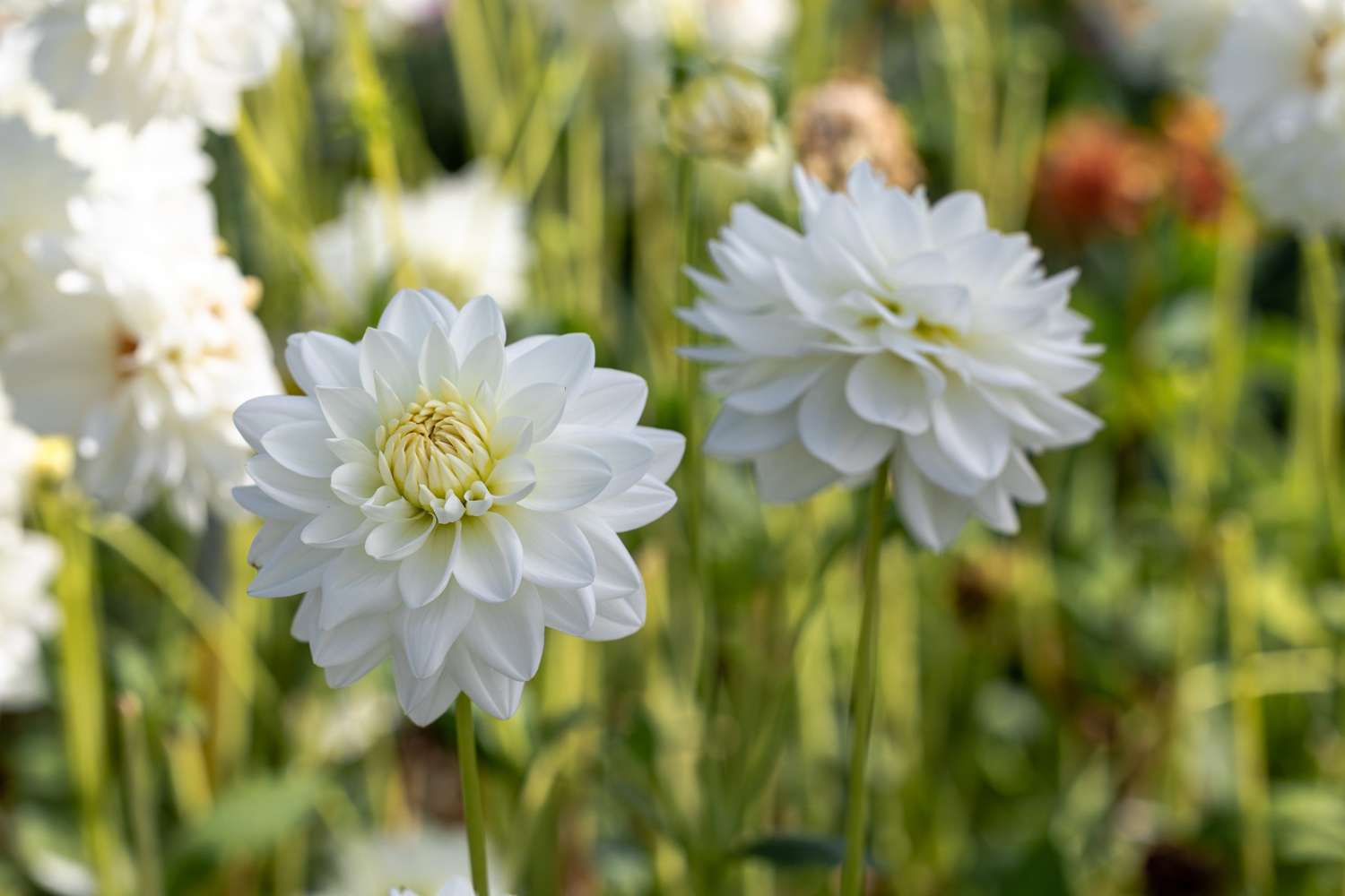 Dahlia 'Porcelain'